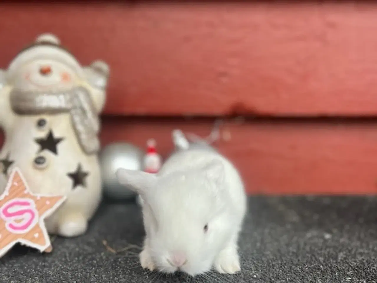 Billede 6 - Små søde kanin unger søger nyt hjem