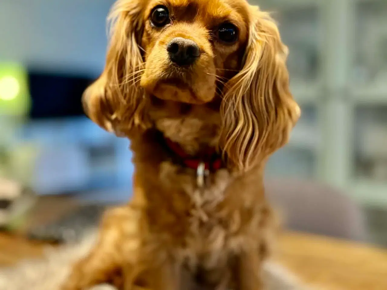 Billede 5 - Cava/cockerpoo hvalpe søger kærlige hjem