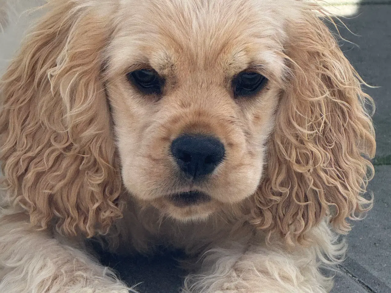Billede 18 - Rejseklar 🧳 Skønne Amerikanske Cockerspaniel 