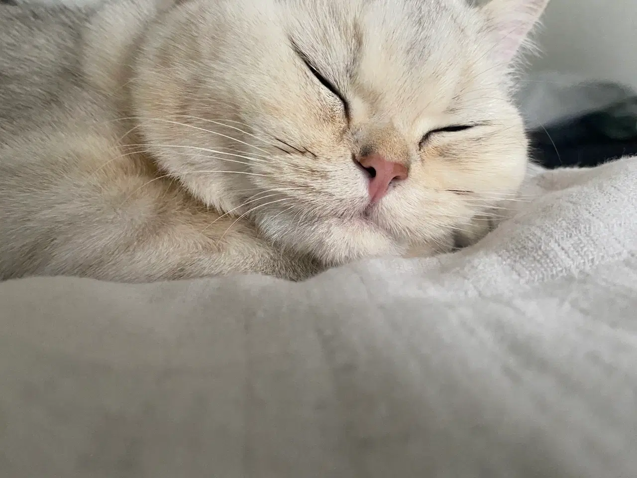 Billede 5 - british shorthair 