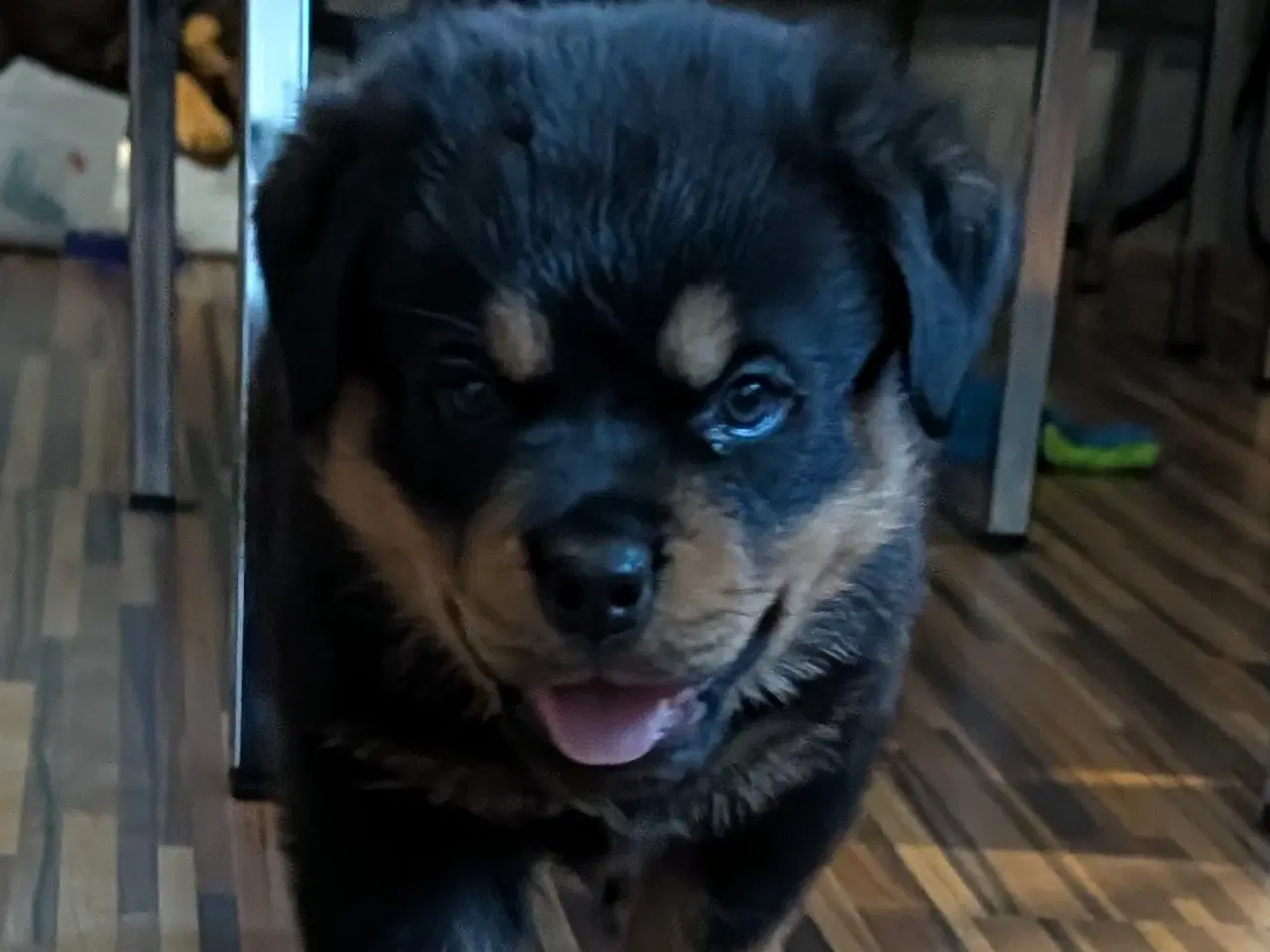 Billede 2 - Labweiler