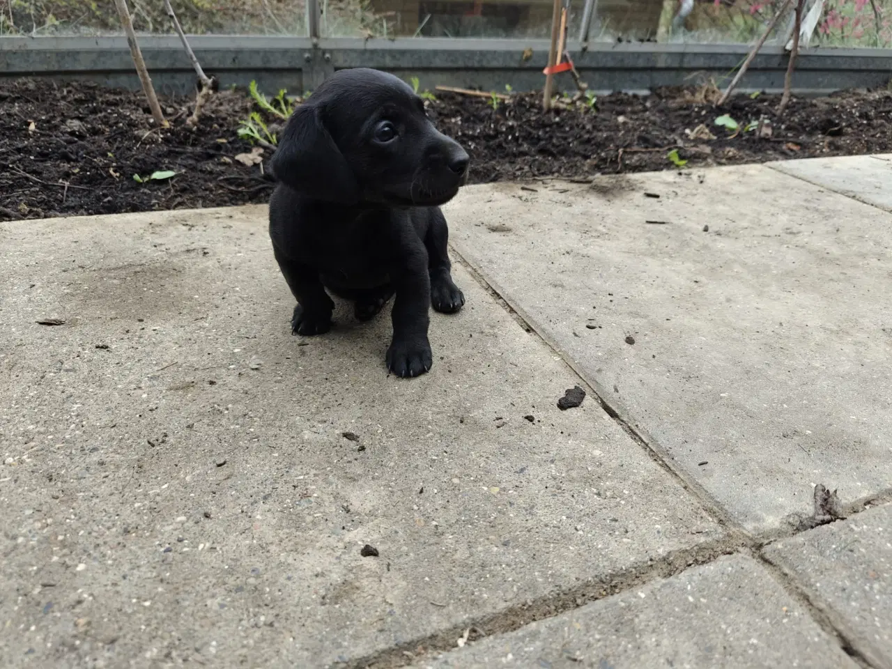 Billede 2 -  Standart Gravhunde hvalpe 5 uger