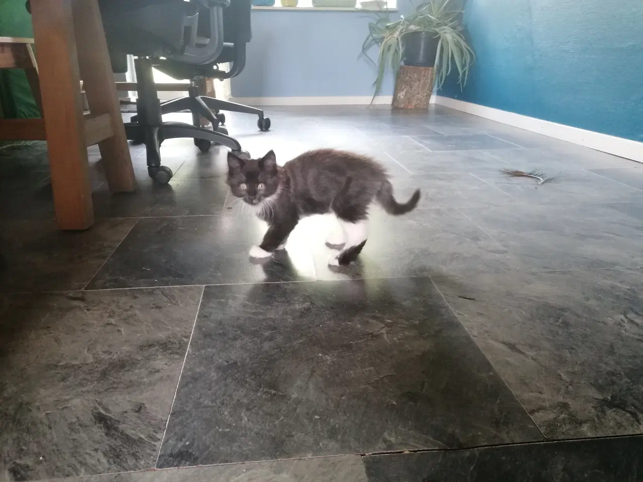Billede 4 - Main coon blending