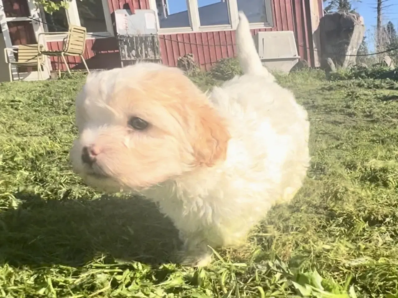 Billede 3 - Blandingshvalpe Malteser / Shih Tzu