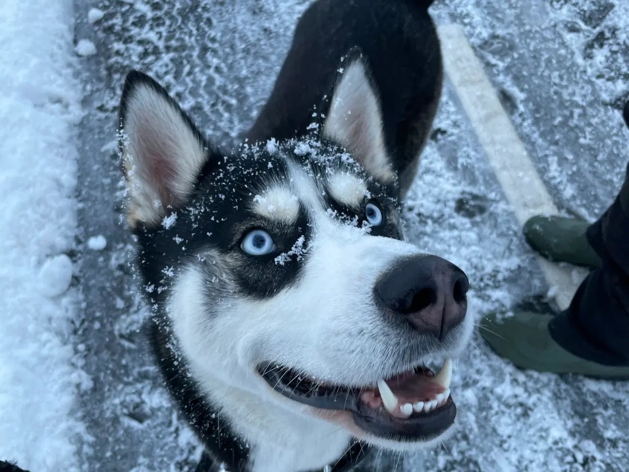 Billede 10 - Parring tilbydes - Siberian husky 