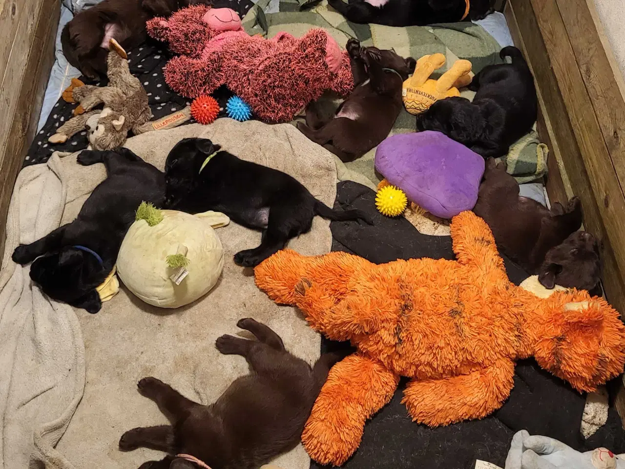 Billede 1 - Labrador Hundehvalpe 