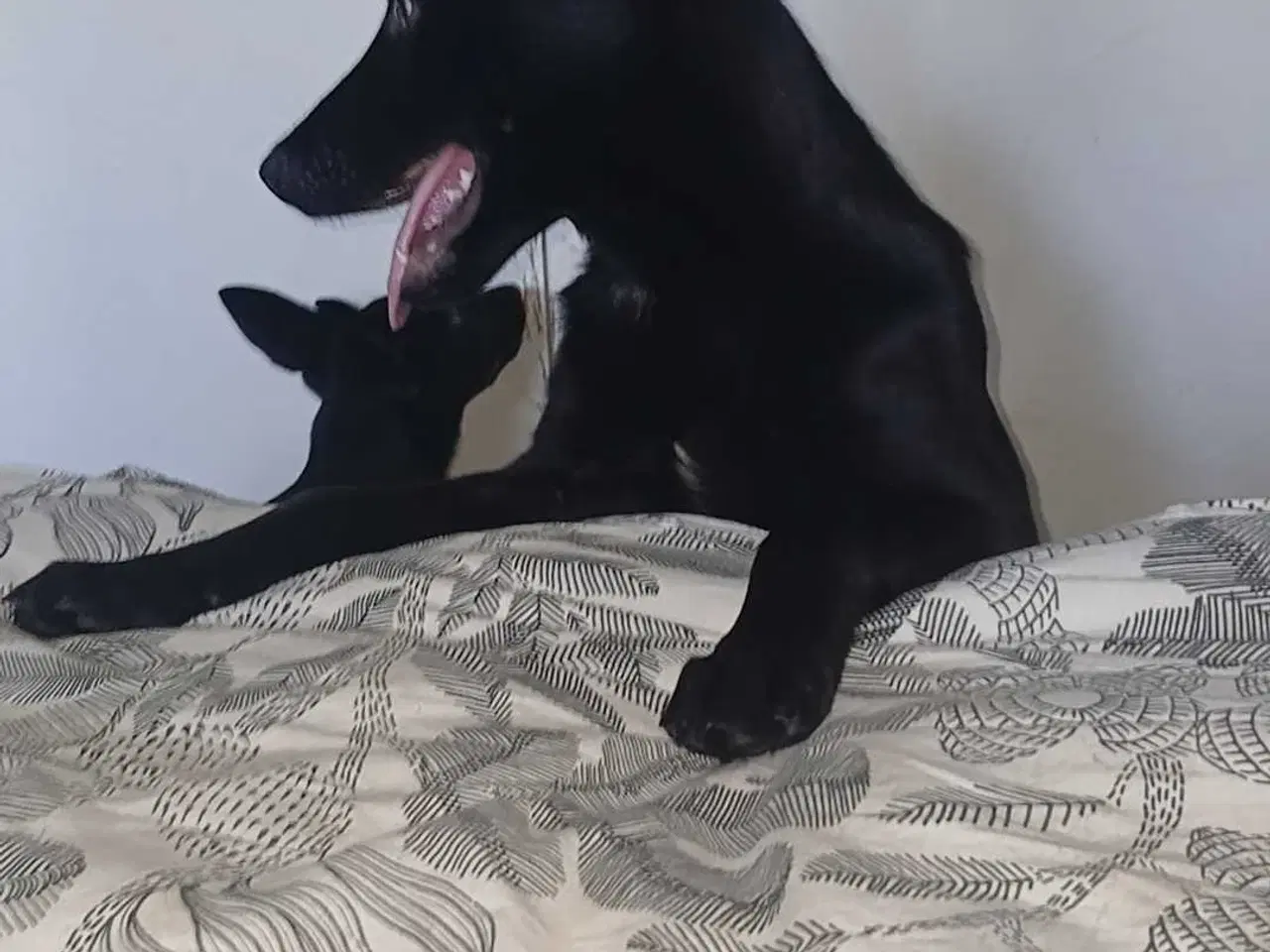 Billede 7 - Klar til at flytte hjemmefra 🐕 