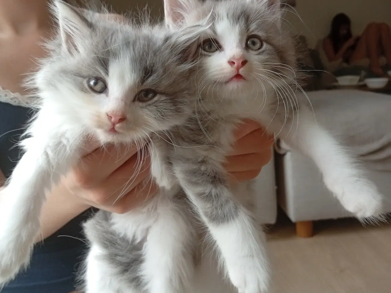 Billede 19 - Mainecoon killinger 