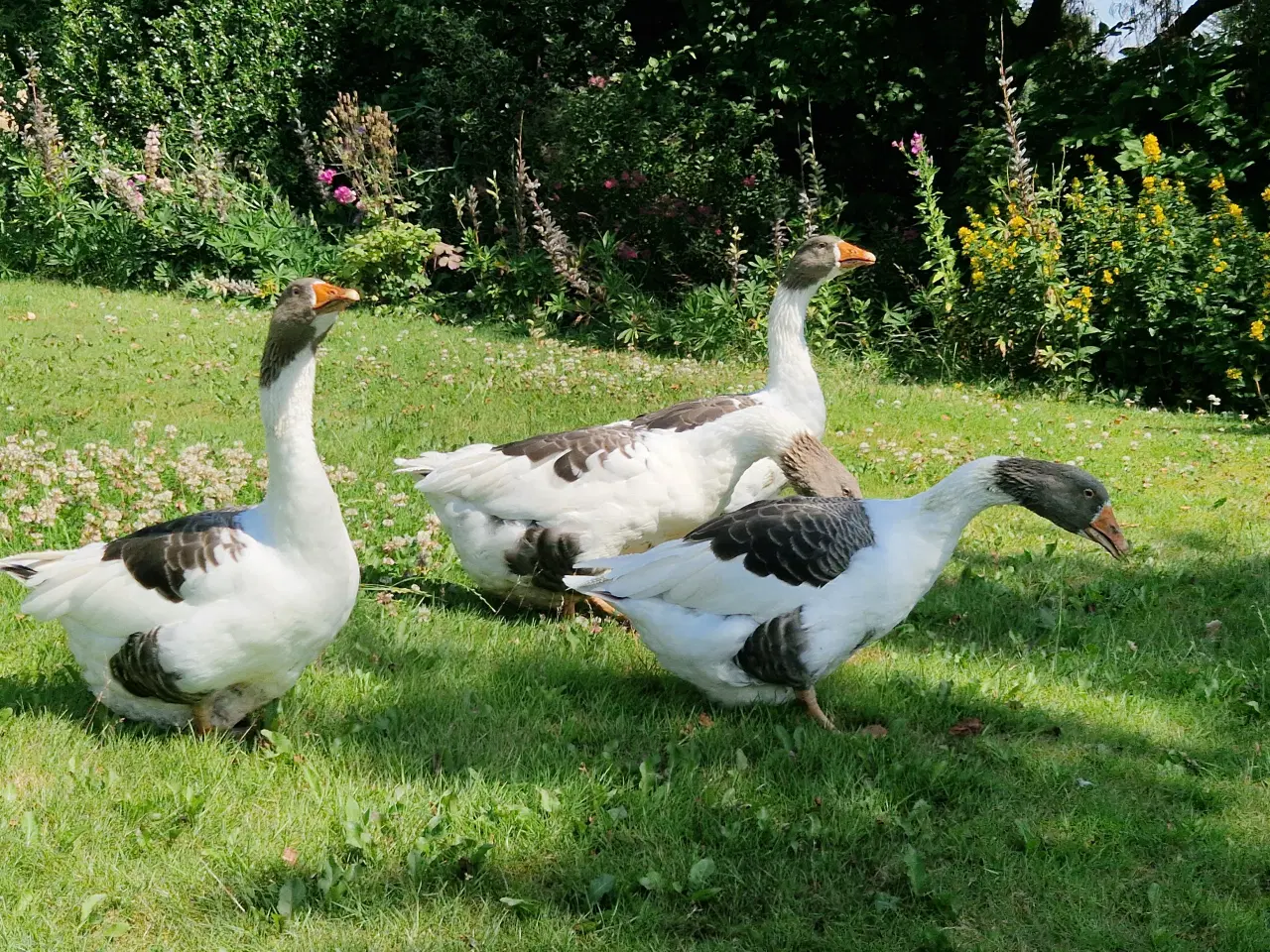 Billede 4 - Dansk Landgase