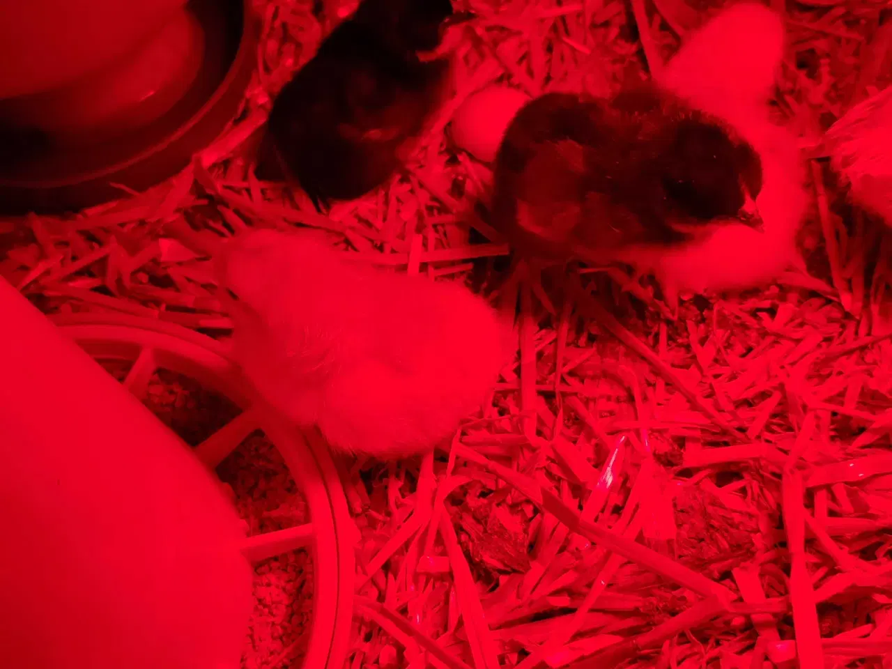 Billede 1 - Daggamle kyllinger racerene