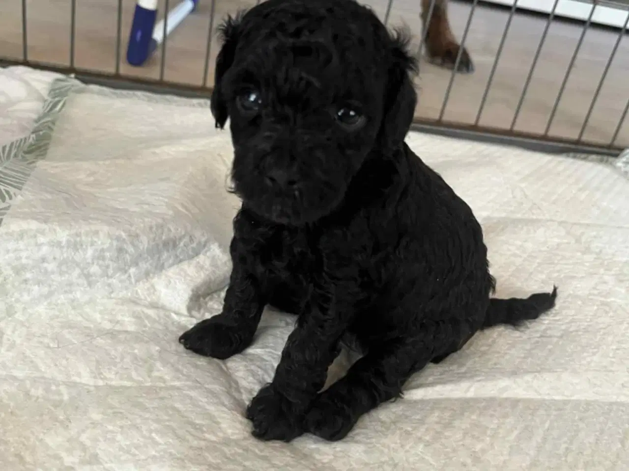 Billede 3 - Hund Cavapoo 