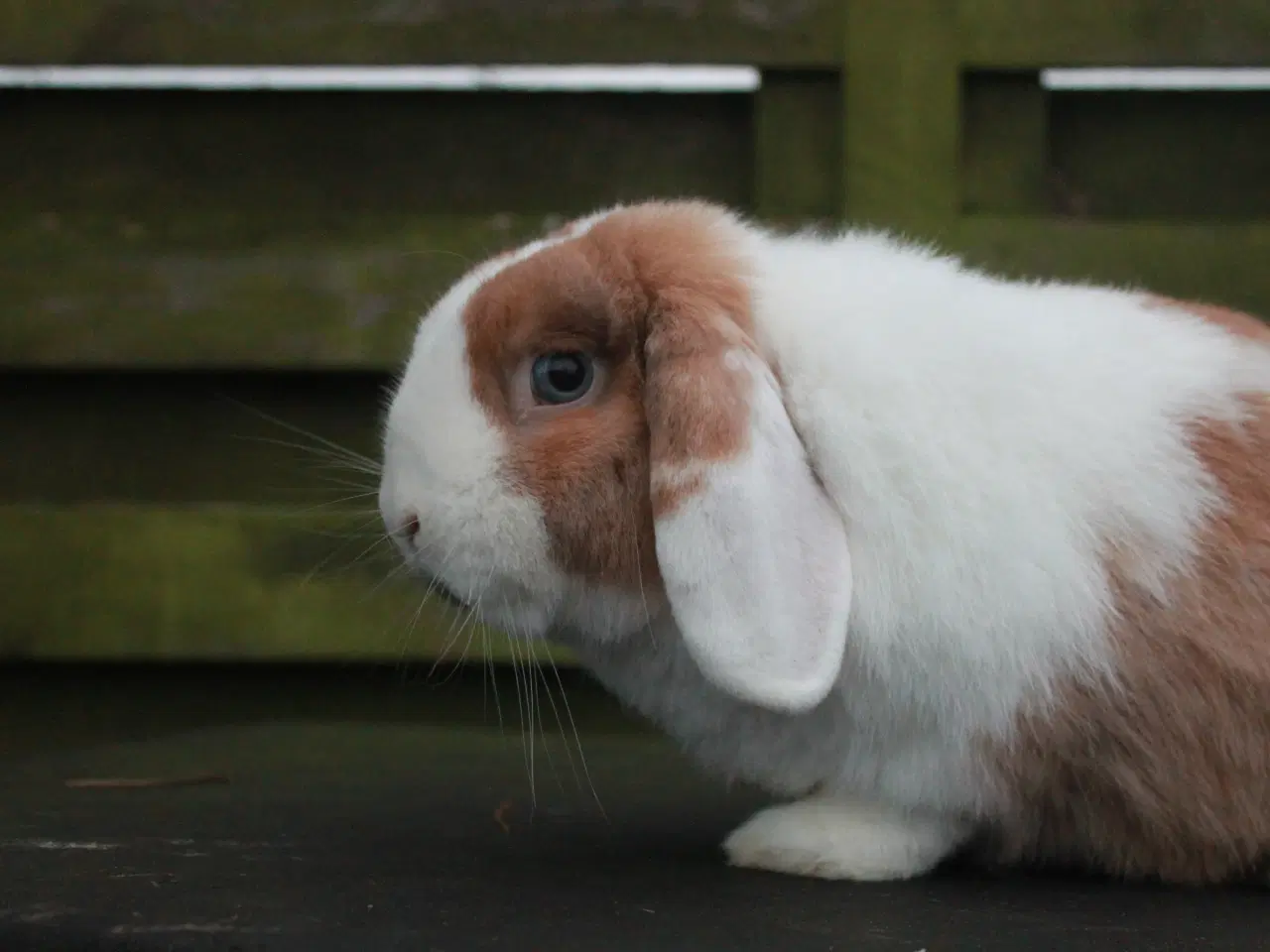 Billede 3 - Dværgvædder/Mini lop Hankanin