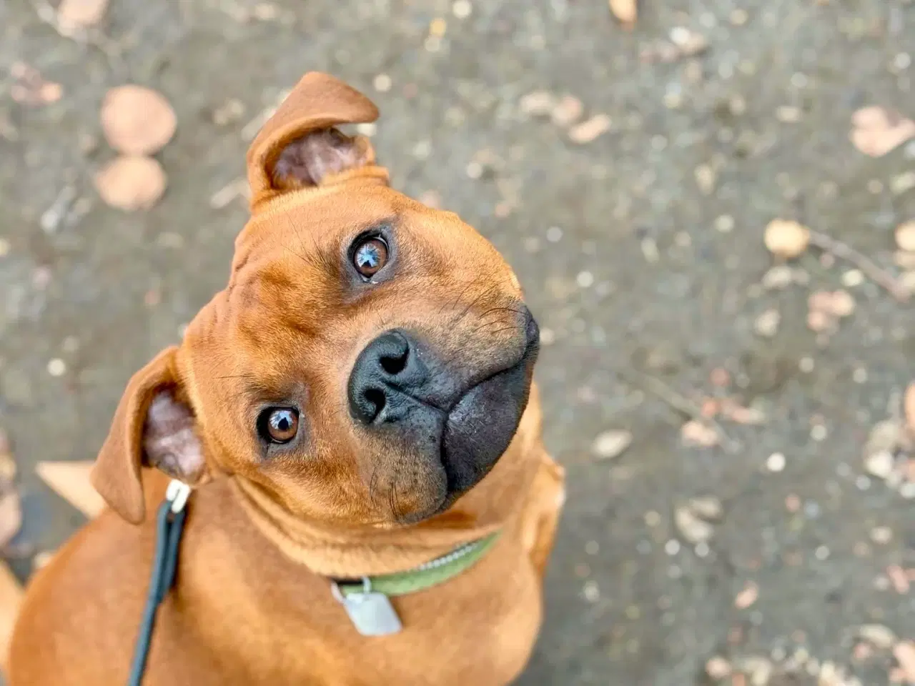 Billede 12 - Staffordshire Bull Terrier han