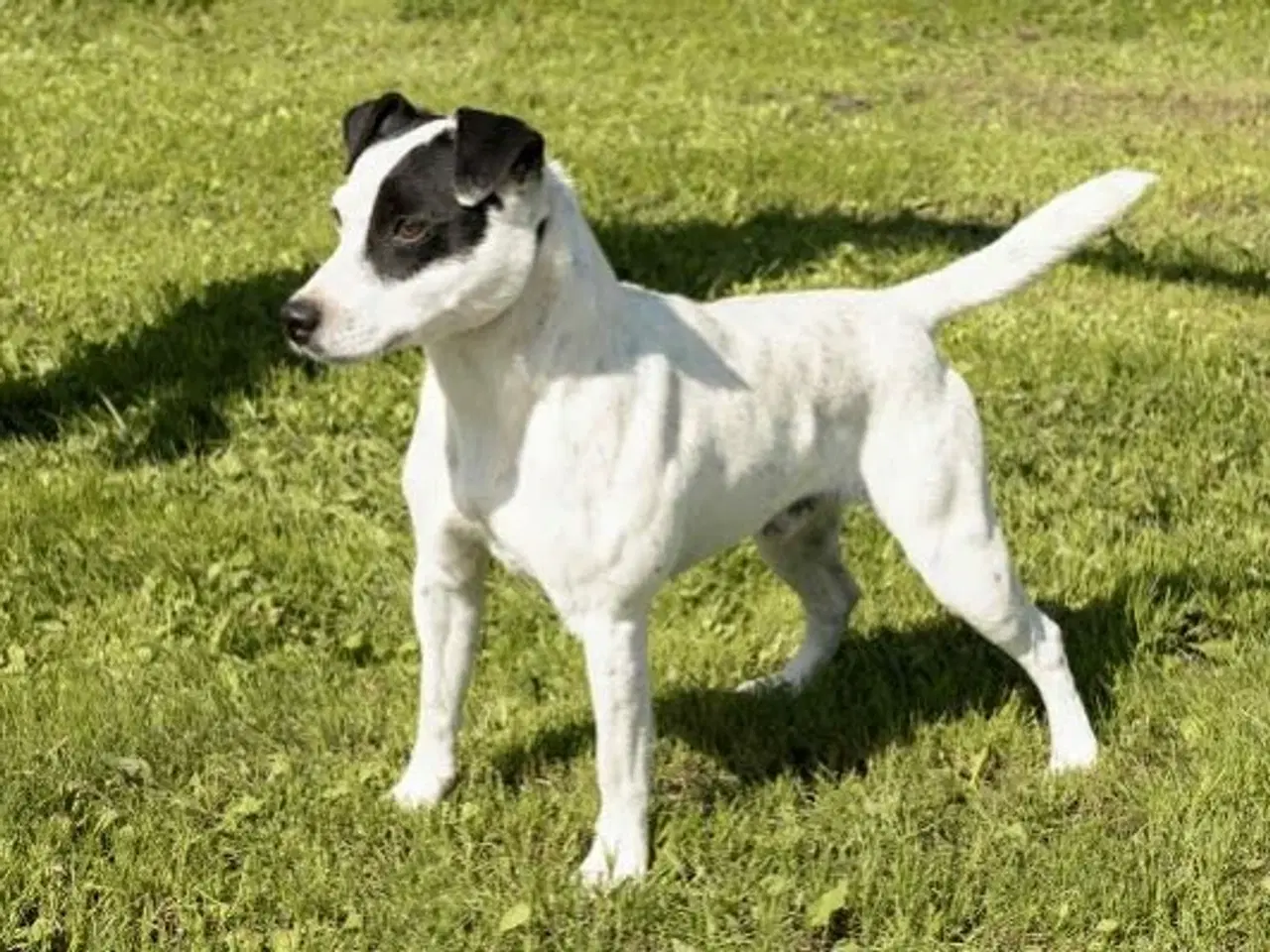 Billede 6 - Super fine Jack russel hvalpe