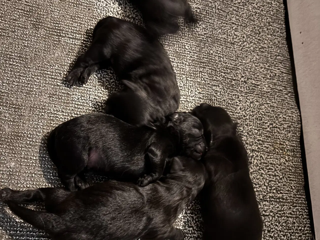 Billede 3 - Skønne Tibbepoo