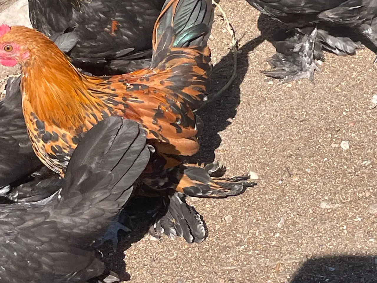 Billede 2 - Mille fleur kyllinger