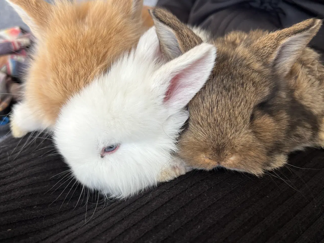 Billede 2 - Løvehoved/minilop kanin unger