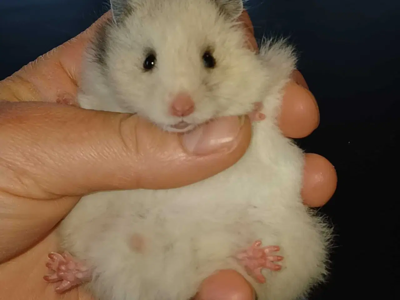 Billede 13 - Guldhamster unger