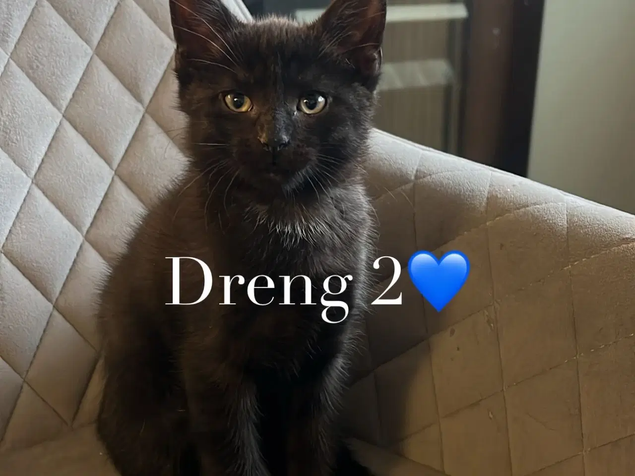 Billede 2 - Vi lover kærlighed, spinden og lidt ballade!