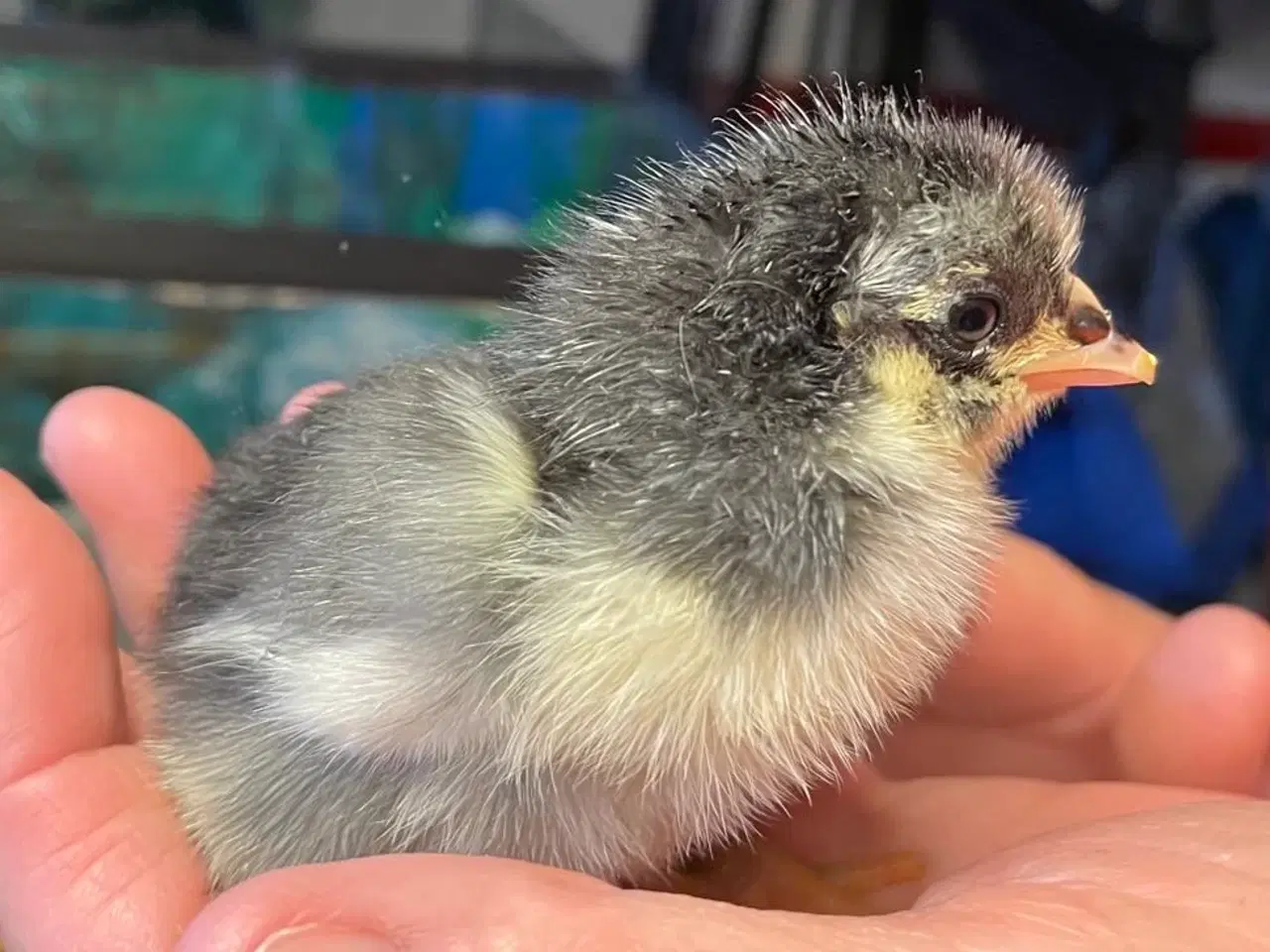 Billede 2 - Daggamle Silverruds blå, 8.3