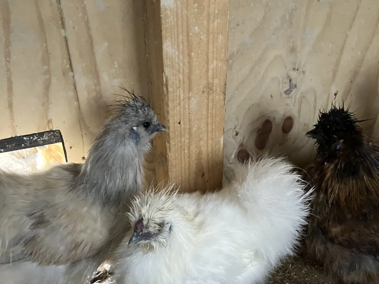 Billede 4 - Silke kyllinger