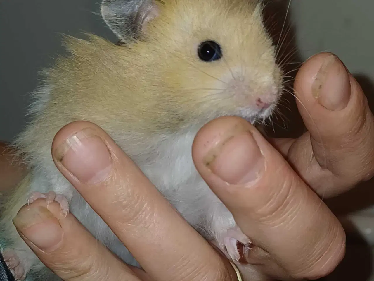 Billede 5 - Guldhamster unger 