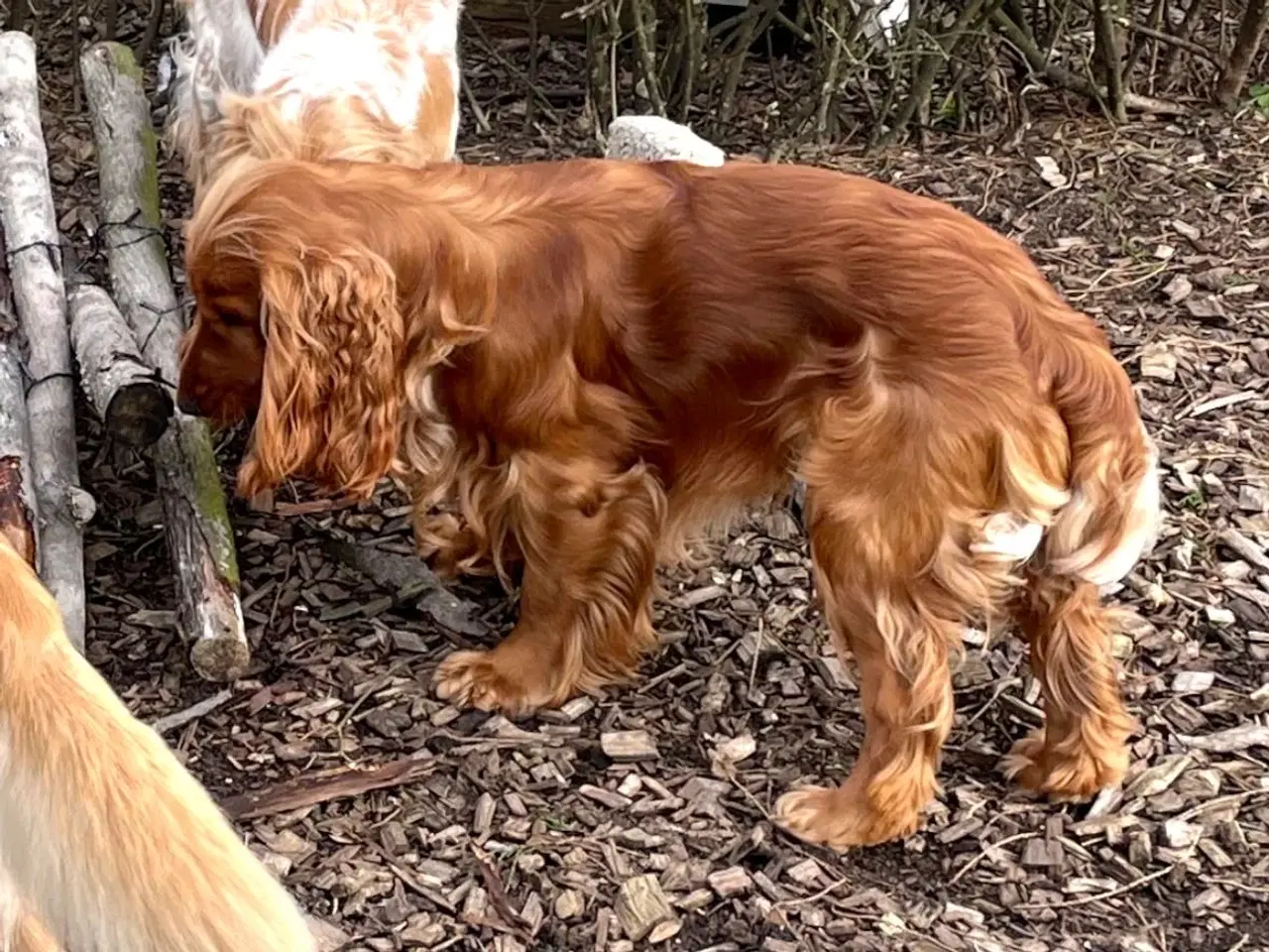 Billede 2 - Til parring - IKKE salg 