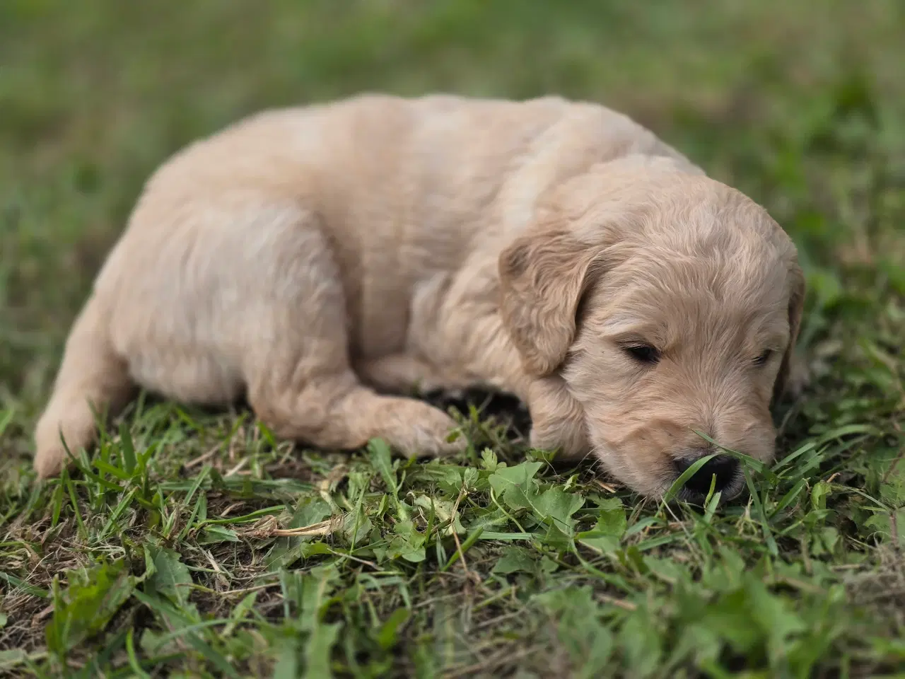 Billede 10 - Goldendoodle hvalpe søger nyt hjem.