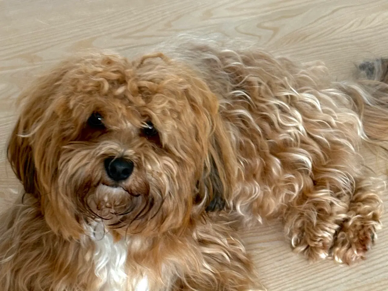 Billede 5 - Parring Bichon Havaneser 