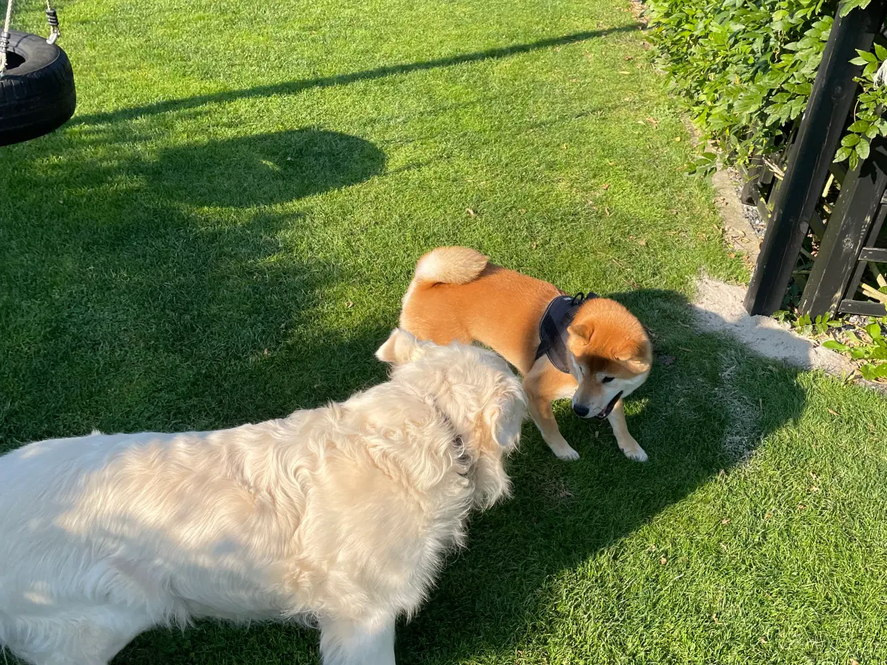 Billede 9 - Shiba Inu, han 2 år