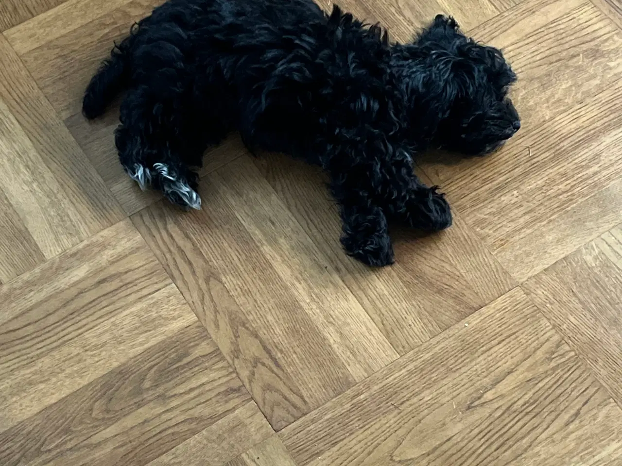 Billede 3 - Hundehvalp Maltipoo