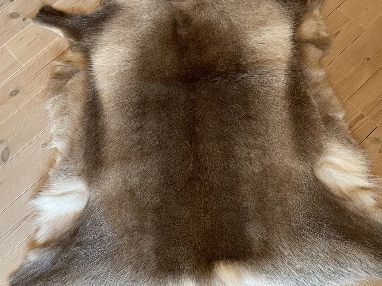 Billede 1 - Rensdyrskind