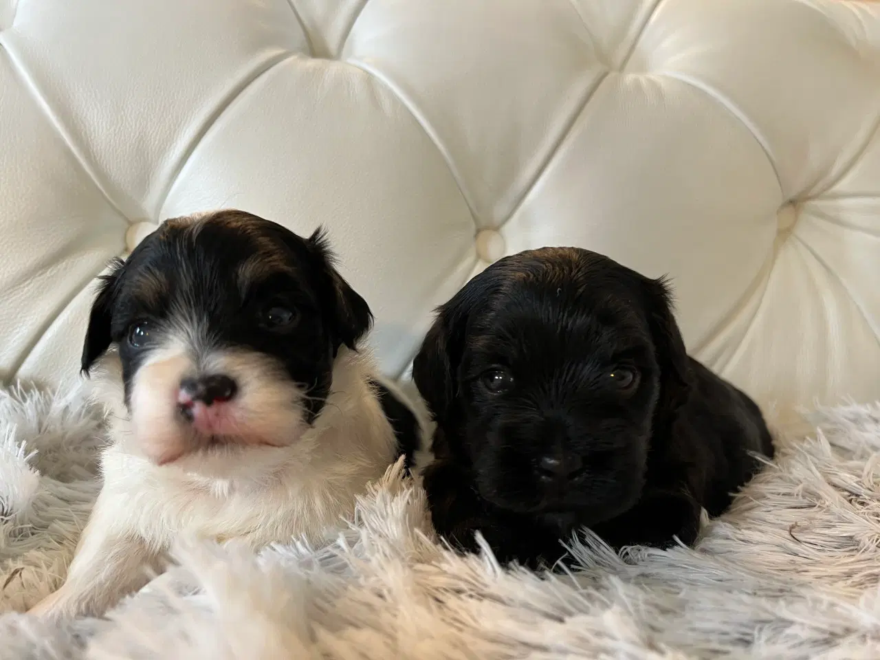 Billede 15 - Sødeste Bichon Havanais 