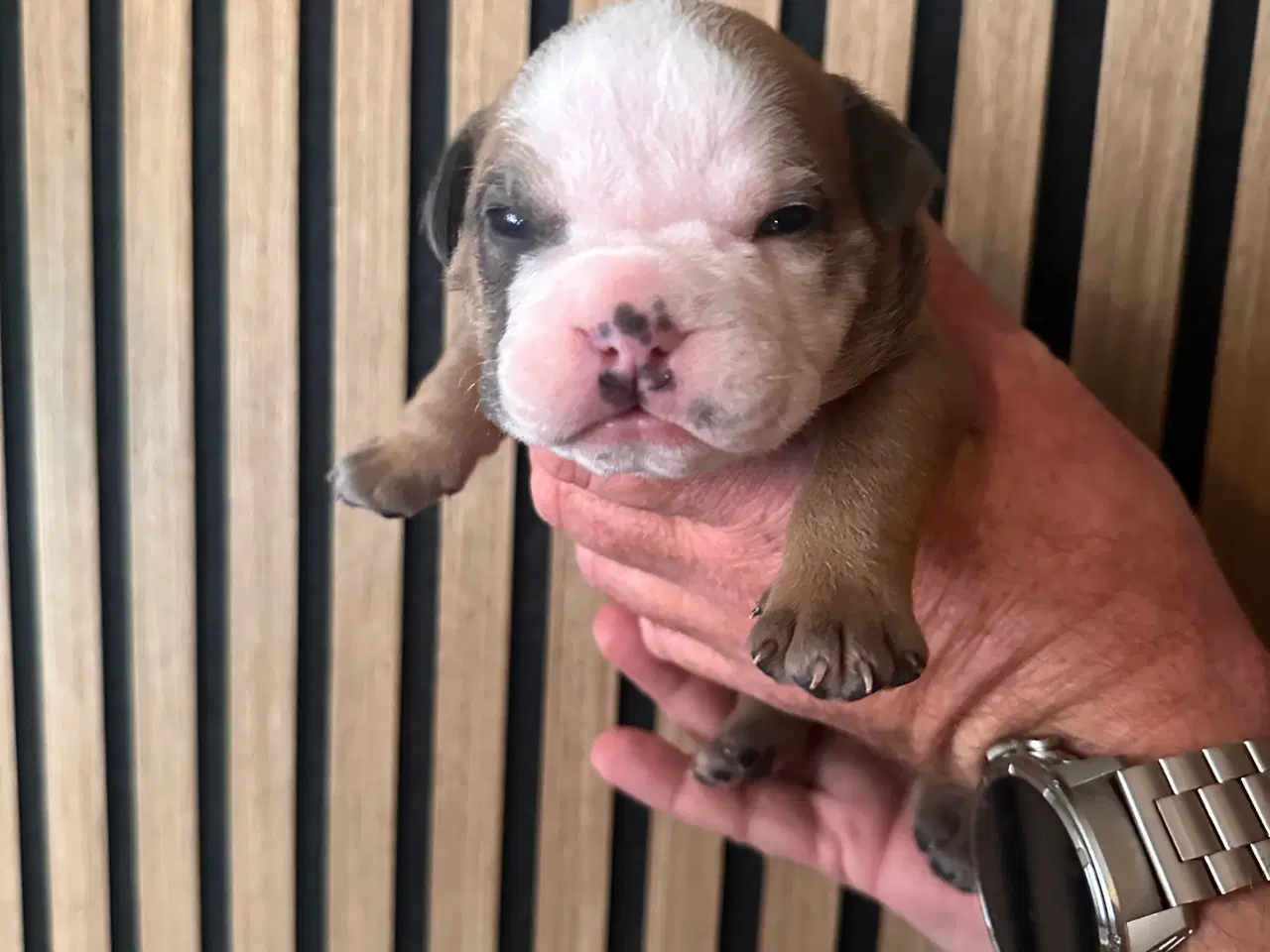 Billede 15 - English bulldog