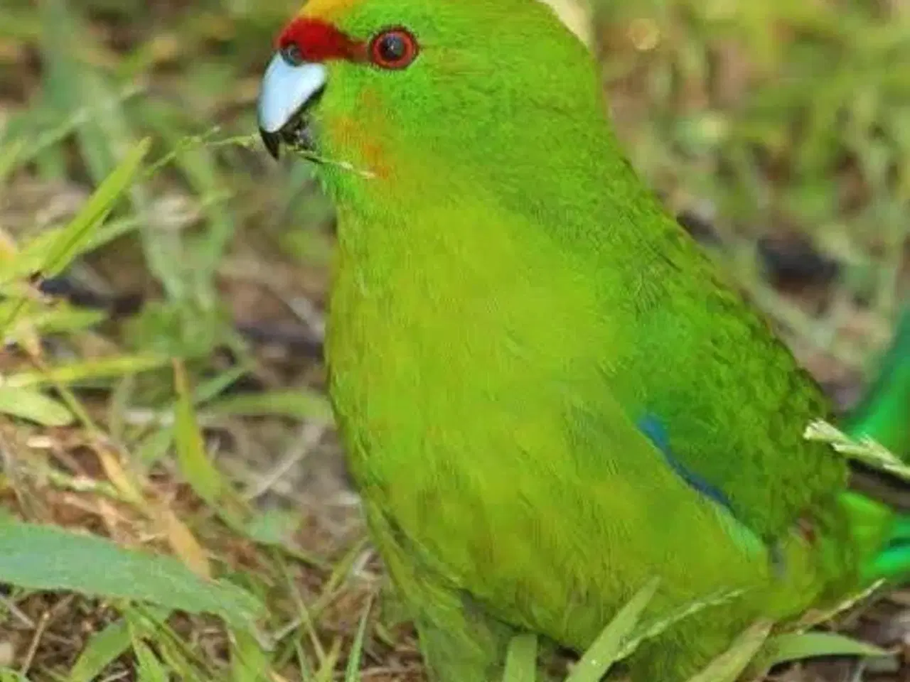 Billede 1 - Springparakit