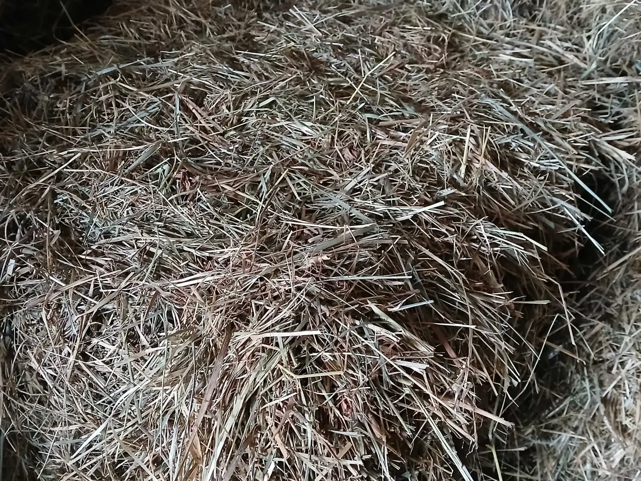 Billede 1 - Hø Morten korch