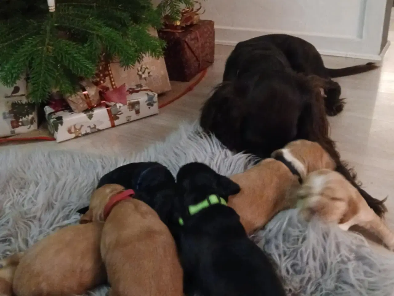 Billede 5 - Cocker Spaniel hvalpe sælges