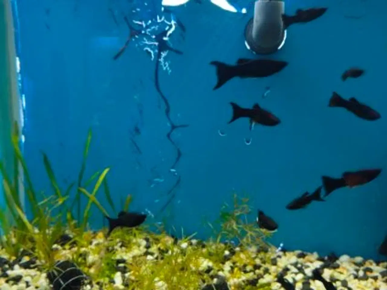 Billede 1 - 🖤🐠 SORTE MOLLY TIL SALG 🐠🖤