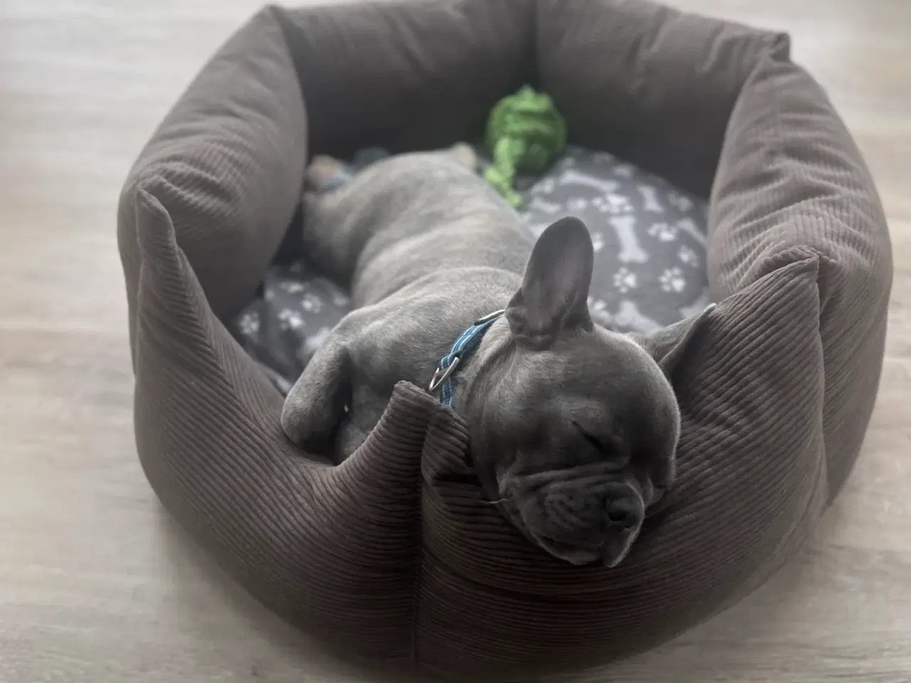 Billede 2 - 🐾Hvalp søger nyt kærligt hjem🐾