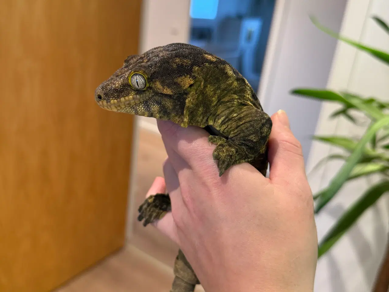 Billede 1 - Rhacodactylus leachianus (Nuu Ami-lokalitet) 0:1