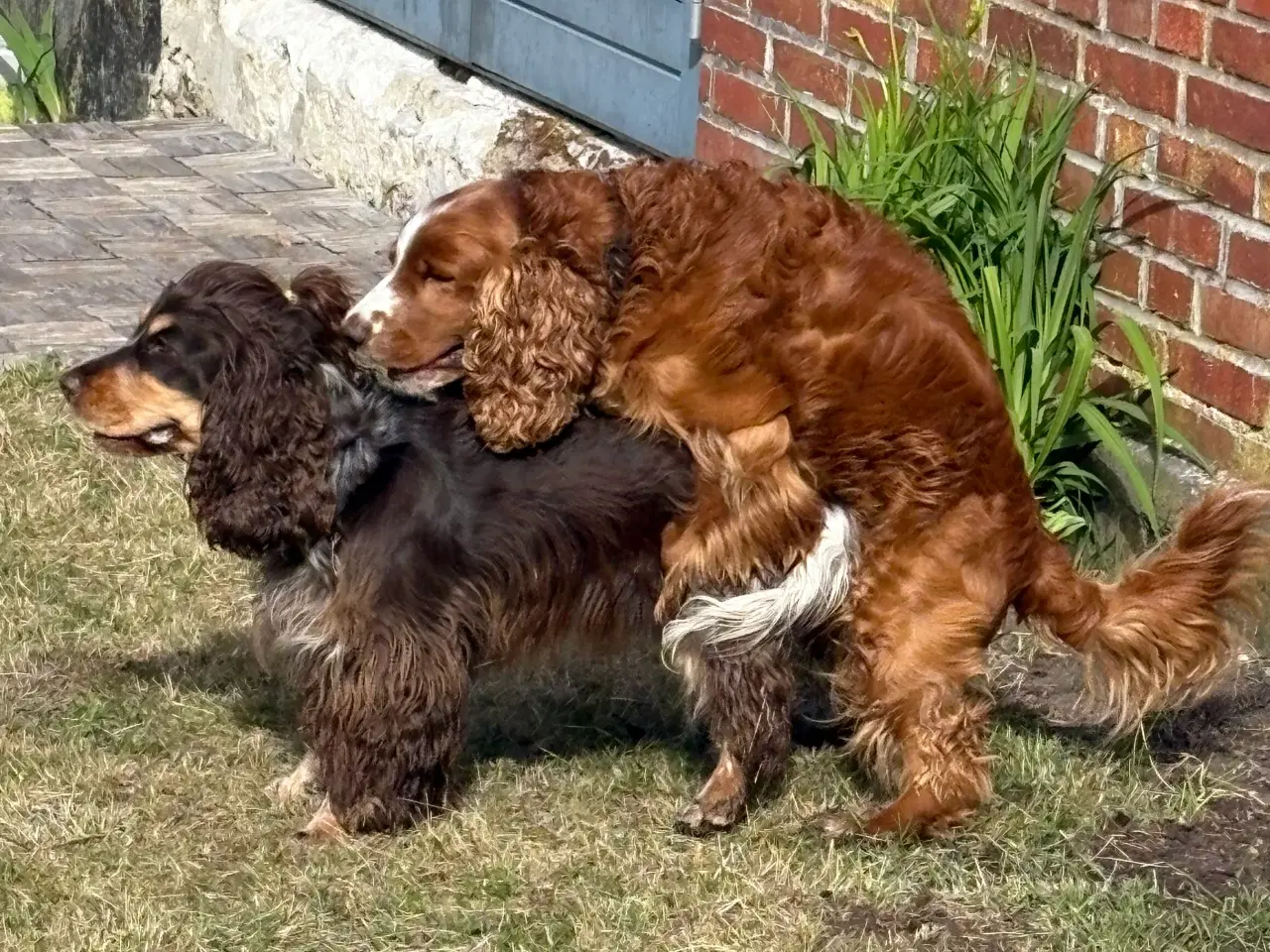 Billede 12 - Engelsk cocker spaniel hvalpe 