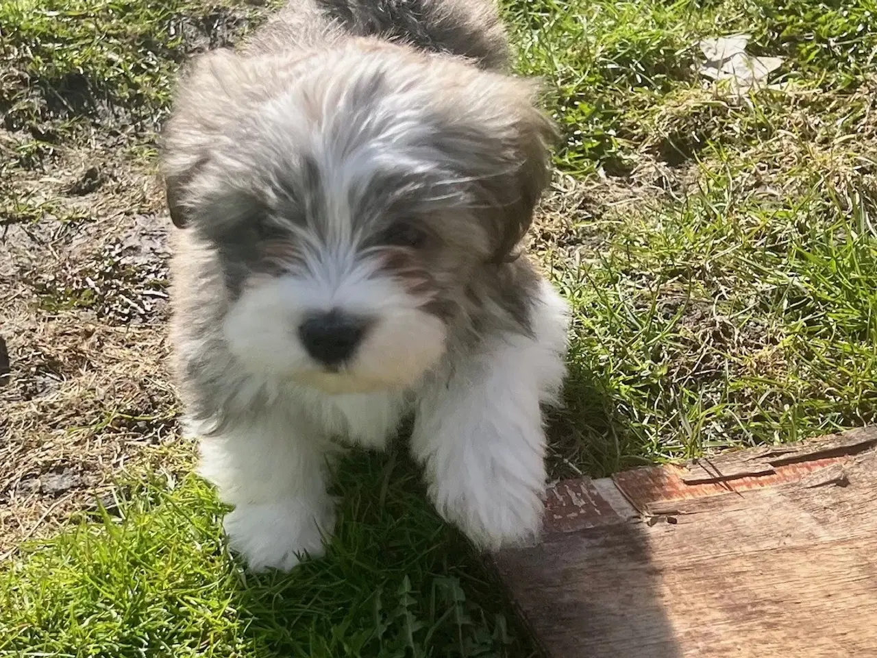 Billede 19 - Skønneste og gladeste tævehvlap