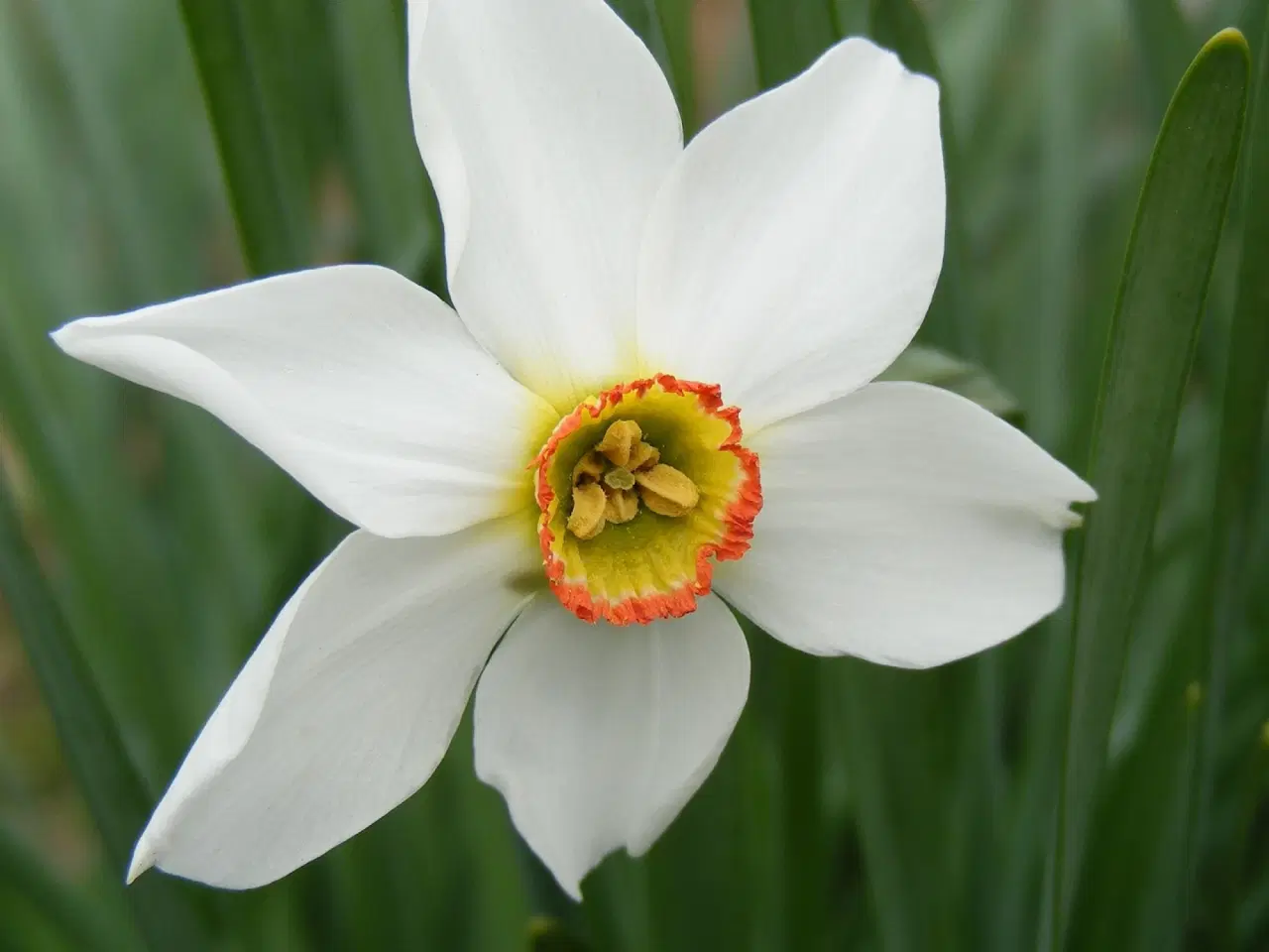 Billede 2 - Ægte Gammeldags Pinseliljer - Blomsterløg.
