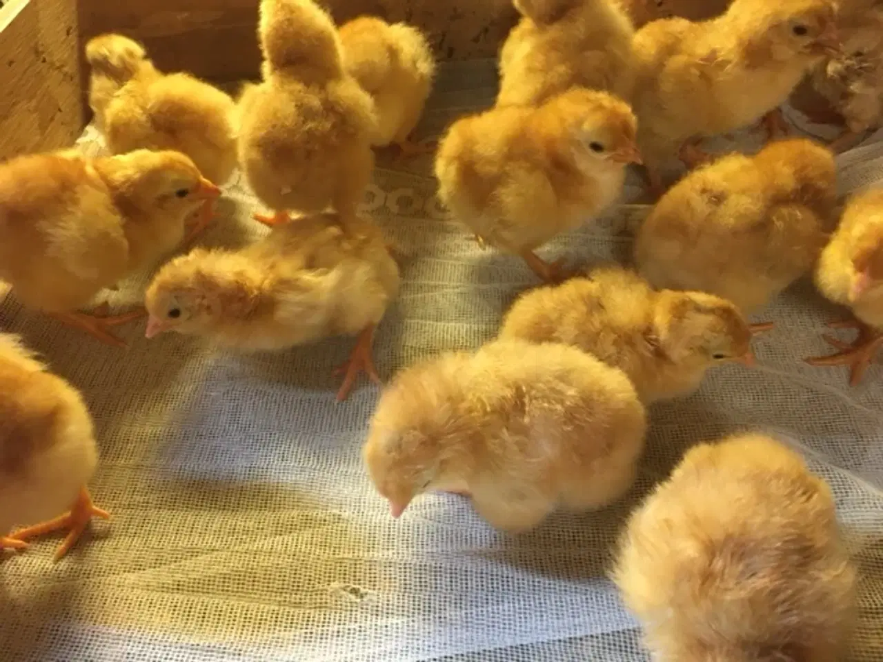 Billede 1 - New Hampshire kyllinger