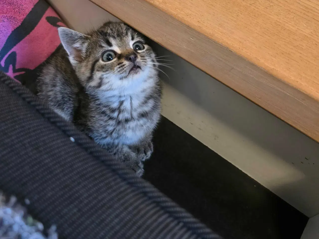 Billede 8 - Søde kattekillinger - 5 killinger