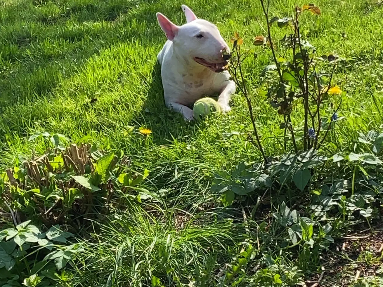 Billede 1 - Hund