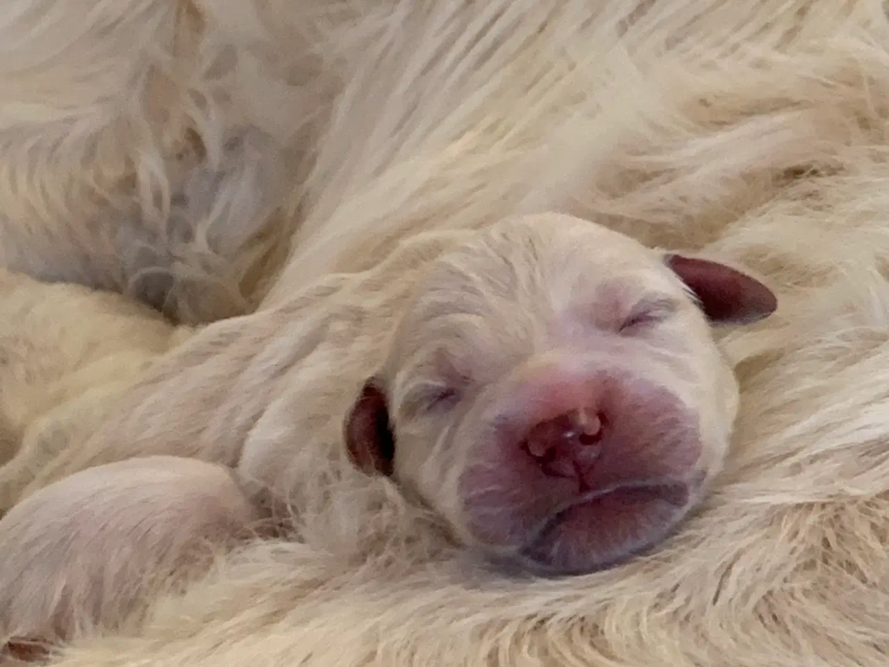 Billede 20 - Skønne gyldne Golden Retriever hvalpe