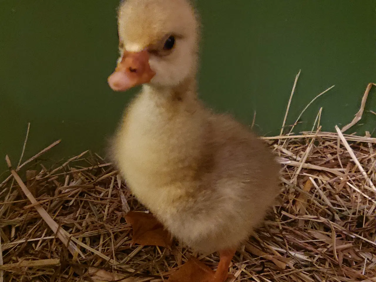 Billede 1 - Gæsling søger gæsling