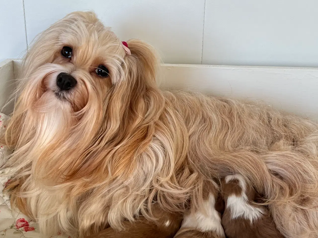 Billede 15 - Smukke Røde & Abrikos 