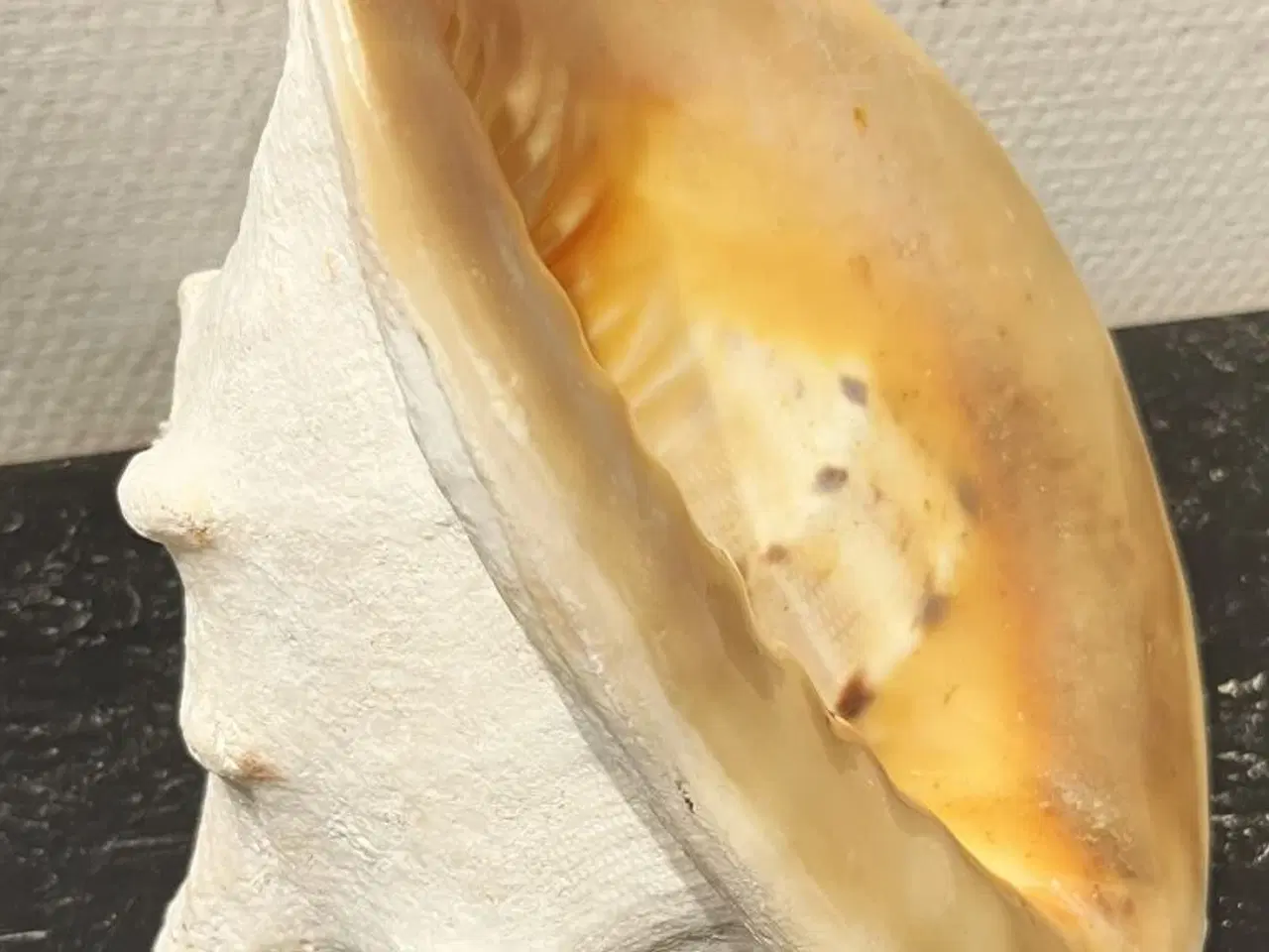 Billede 3 - Kæmpe konkylie  h. 25 cm. 180 kr.